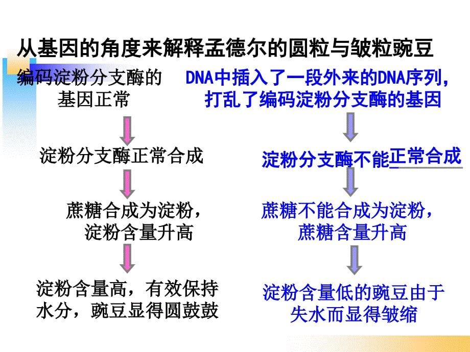 4.2《基因对性状的控制》课件蓝素华上课讲义_第5页