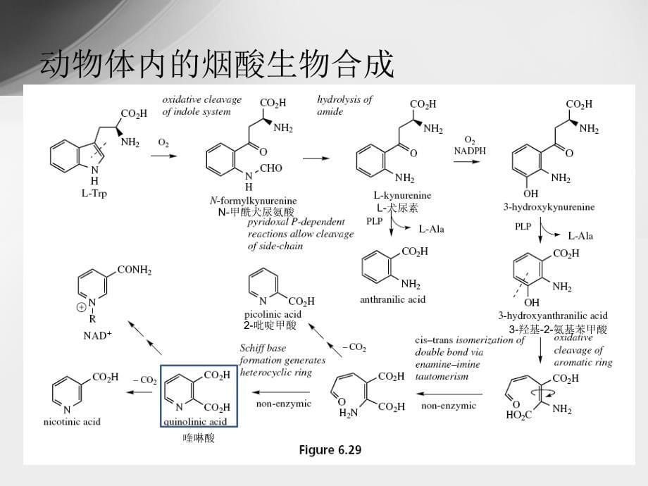 生物碱-6.3-烟酸来源教学内容_第5页