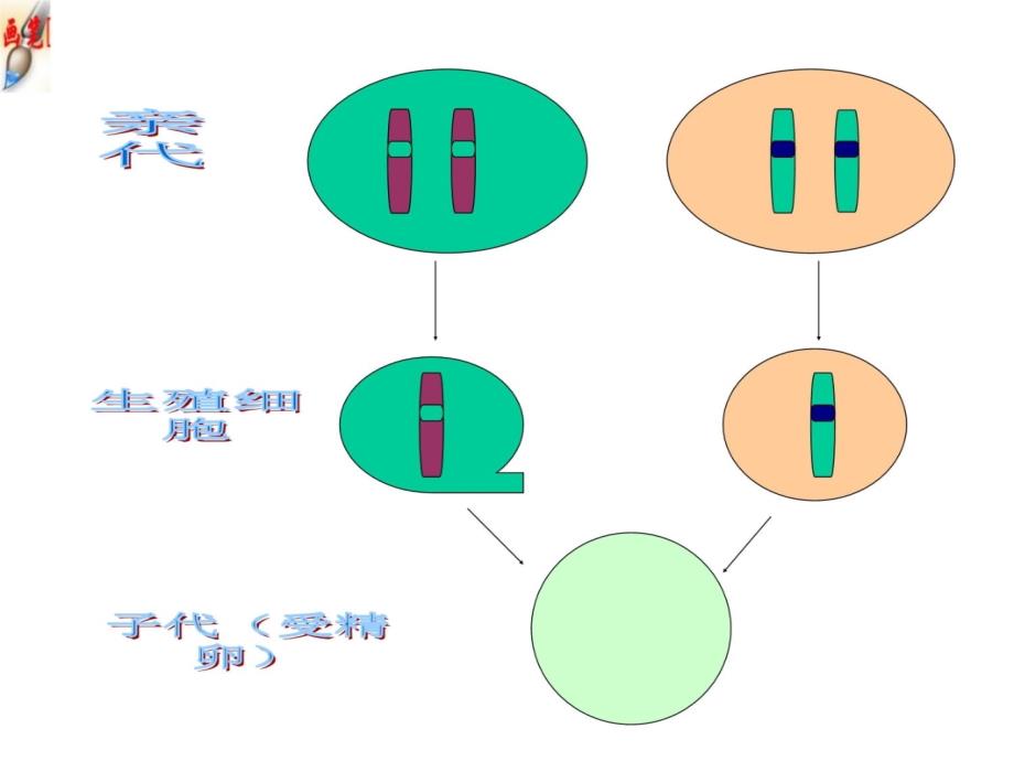 7.2.3基因的显性和隐性培训课件_第3页