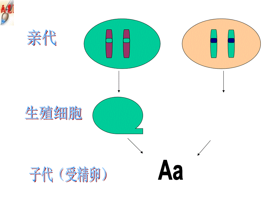 7.2.3基因的显性和隐性培训课件_第4页