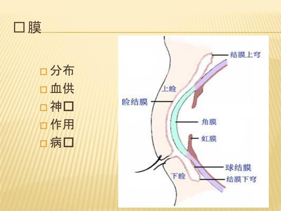 临床医学讲解习题考题结膜病2015_第5页