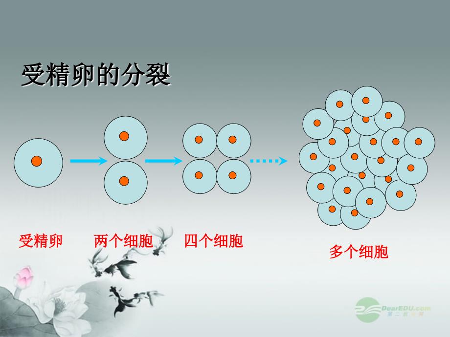 七年级生物上册《4.1-细胞分化形成组织》课件_第3页