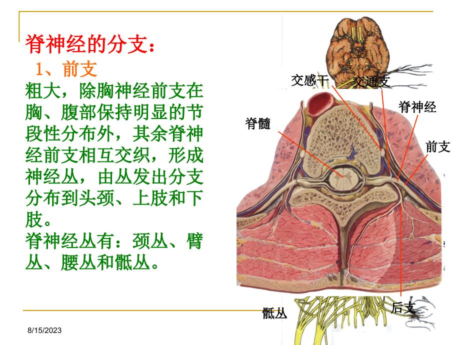 腰脊神经后支痛教案资料_第4页