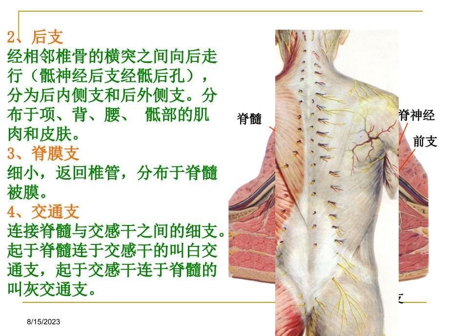 腰脊神经后支痛教案资料_第5页