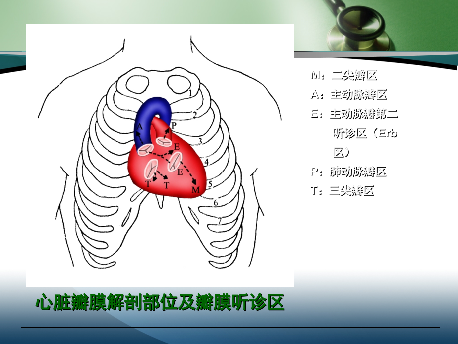 诊断学基础——心脏检查~ppt课件_第3页