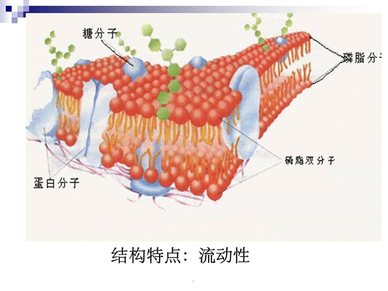 物质进出细胞的方式.177344PPT课件_第2页