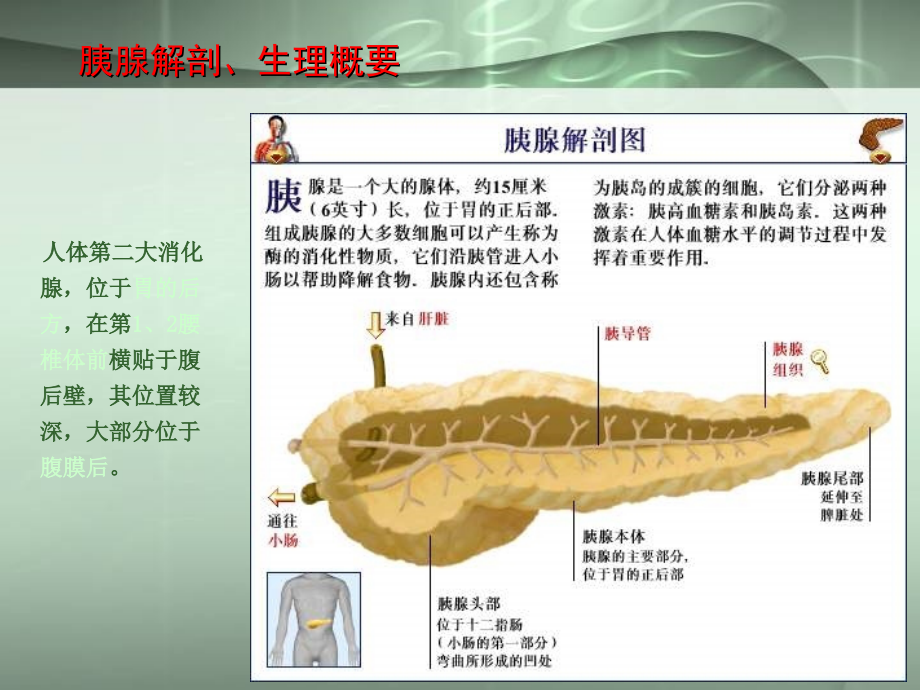 胰腺常见病变的CT诊断ppt课件_第3页