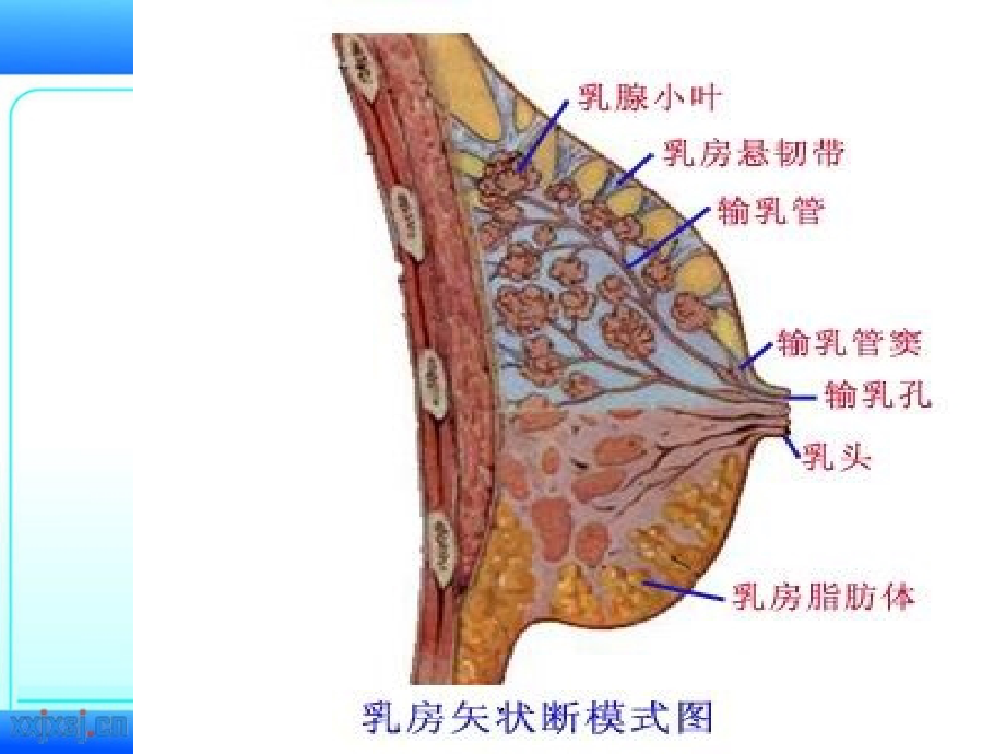 乳腺疾病的超声诊断最新版本_第4页