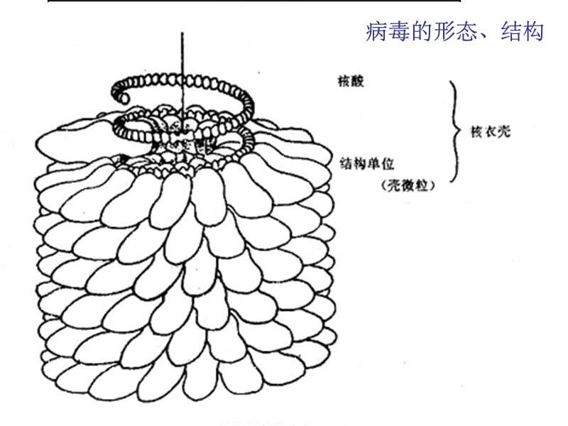 微生物学的基础知识PPT课件_第3页