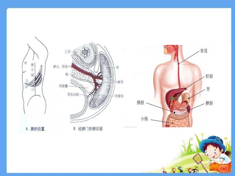 外伤性脾破裂的护理教学提纲_第4页