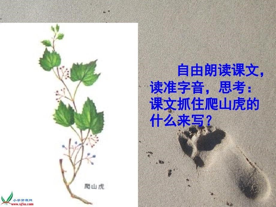 《(人教新课标)四年级语文上册课件爬山虎的脚4 (1)》-精选课件（公开PPT）_第5页