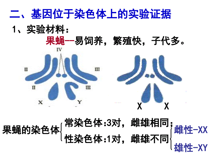 《第17课时基因在染色体上和伴性遗传zl》-精选课件（公开PPT）_第4页