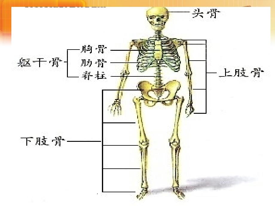 三年级下册《骨骼》_第4页