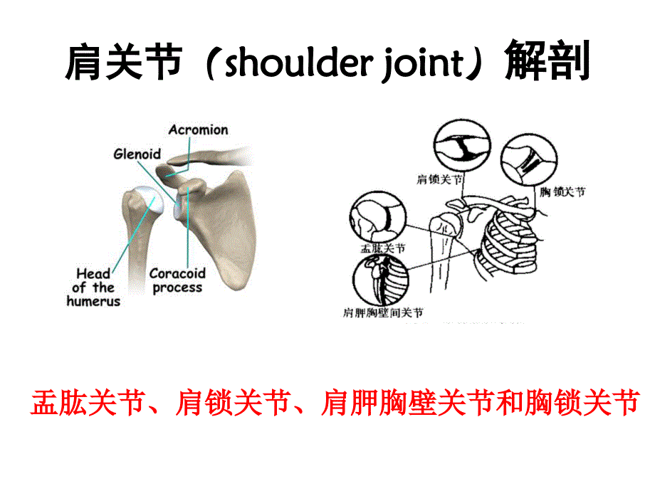 肩关节痛的鉴别诊断ppt课件_第2页