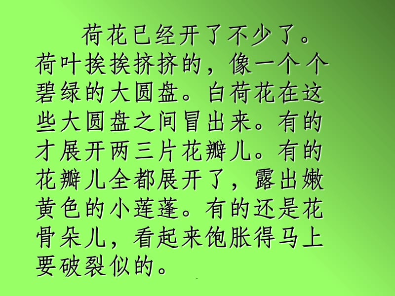 三年级下册第三课荷花_第4页