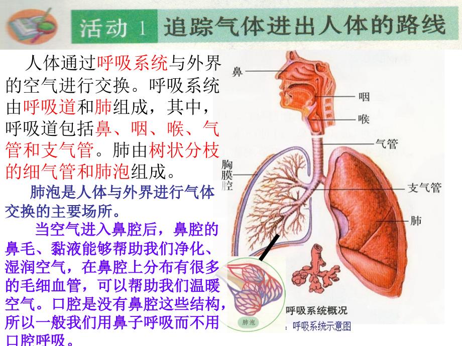 粤教粤科版-六年级上册--科学4-我们离不开呼吸教案资料_第2页