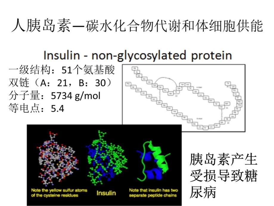 胰岛素生产流程图说课材料_第3页