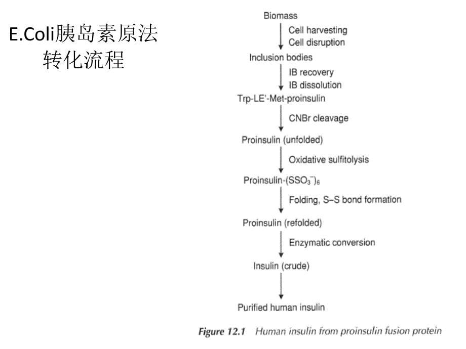 胰岛素生产流程图说课材料_第5页