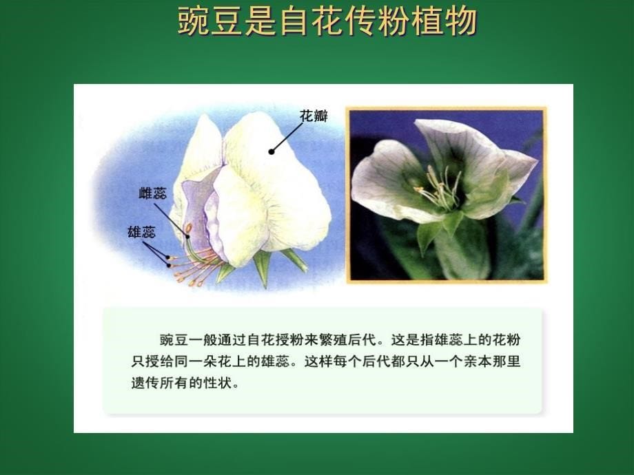 天津市滨海新区塘沽盐场中学八年级生物下册 7.2.3 基因的显性和隐性课件2 新人教版.ppt_第5页