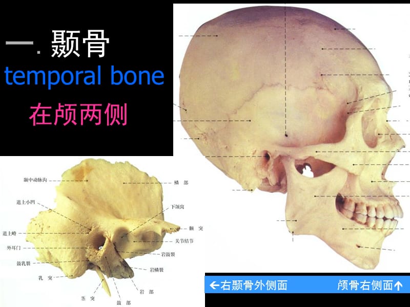 耳解剖及生理听功能前庭功能检查ppt课件_第5页