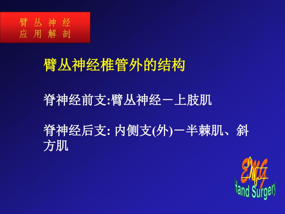 《臂丛神经损伤的电生理诊断05-5-23》-精选课件（公开PPT）_第4页