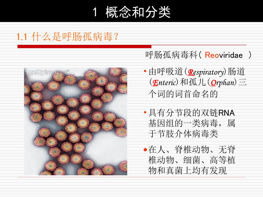 呼肠孤病毒及番鸭花肝病和草鱼出血病的简介ppt课件_第2页