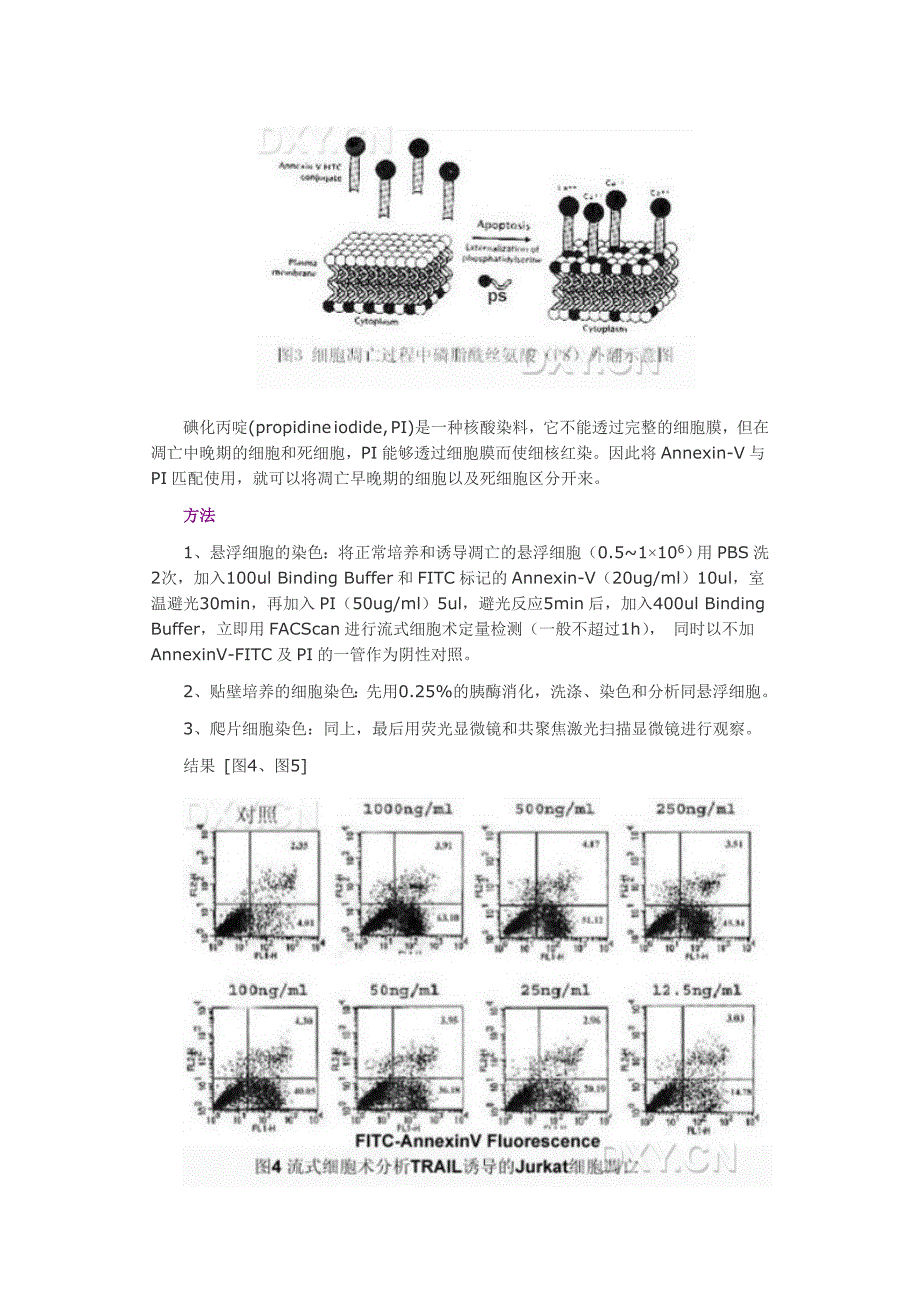 常用细胞凋亡检测方法（图）_第4页
