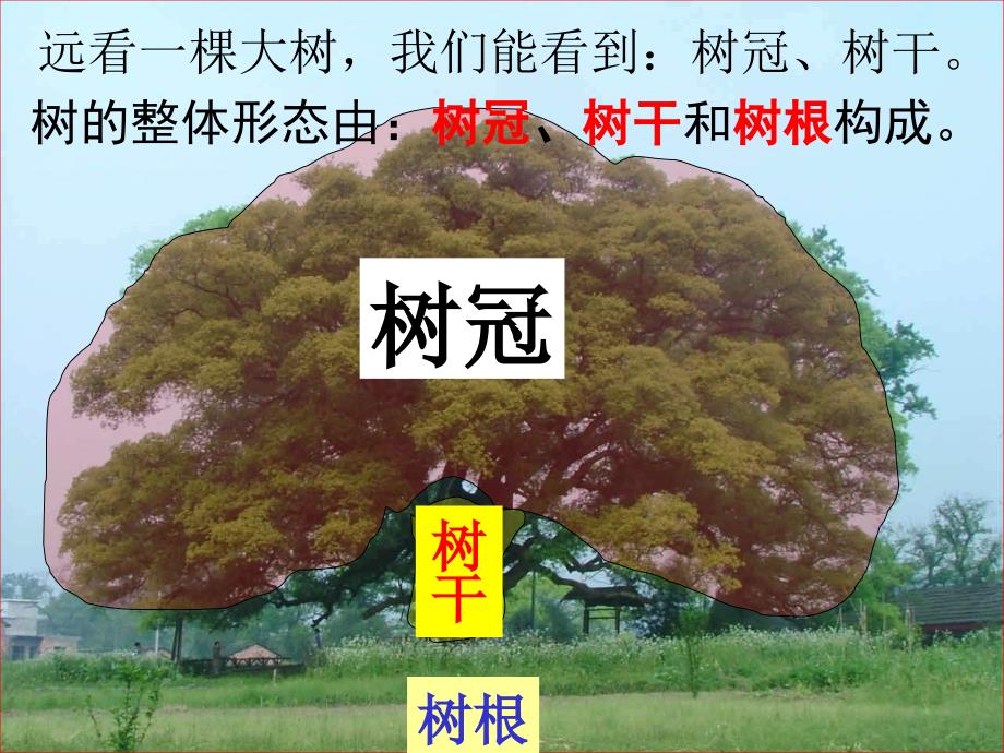 教科版小学三年级上册科学《1.1.我看到了什么》教学课件(17)_第4页