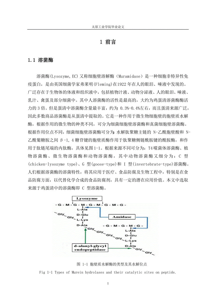 《溶菌酶抗菌活性》-毕业设计（论文）-公开DOC·毕业论文_第1页