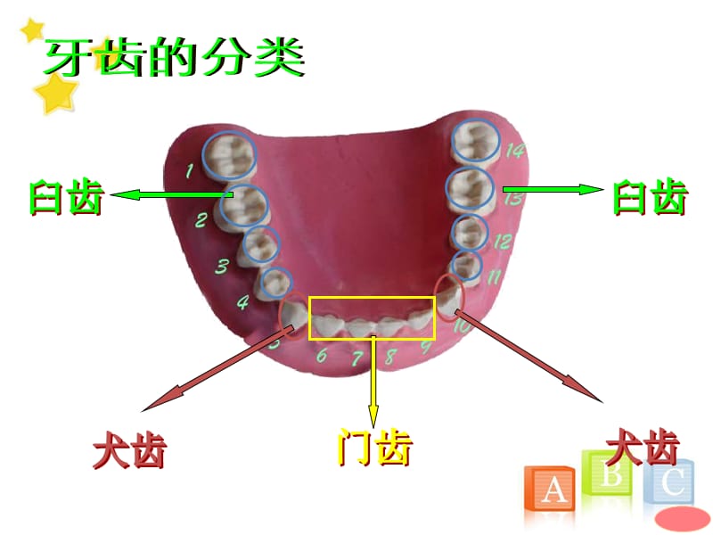 教科版小学四年级上册科学《食物口腔里的变化》教学课件(7)_第4页