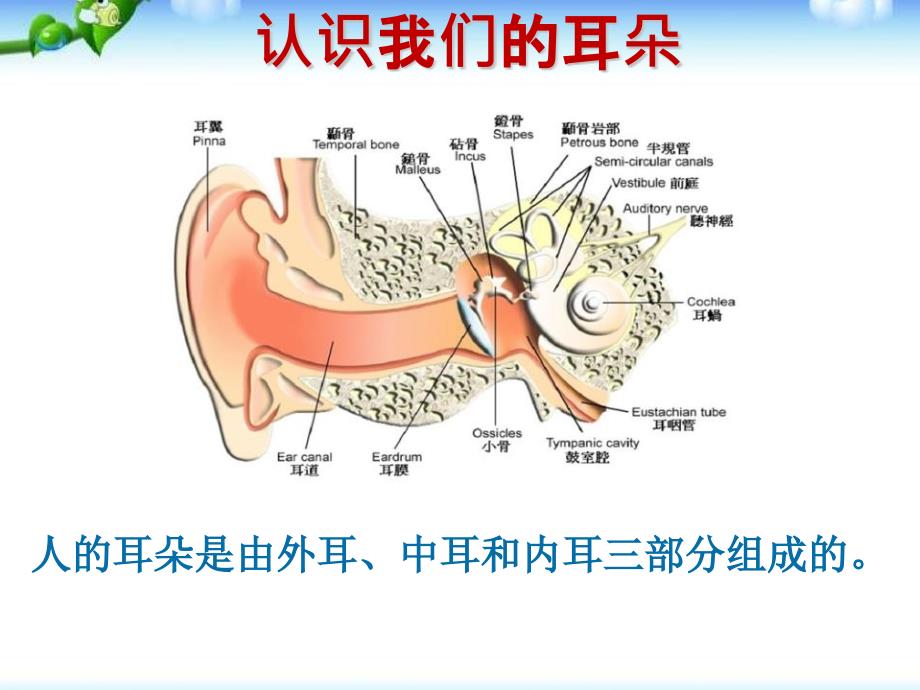 《真 爱 听 力 快 乐 成 长》班会课件_第3页