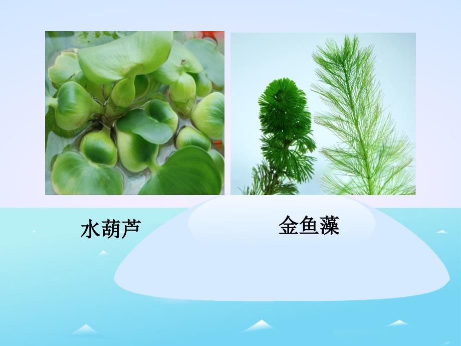 教科版小学三年级上册科学《1.4、观察水生植物》教学课件(3)_第2页