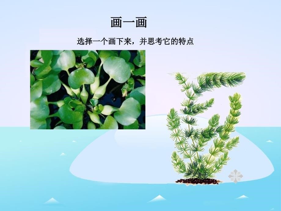 教科版小学三年级上册科学《1.4、观察水生植物》教学课件(3)_第5页