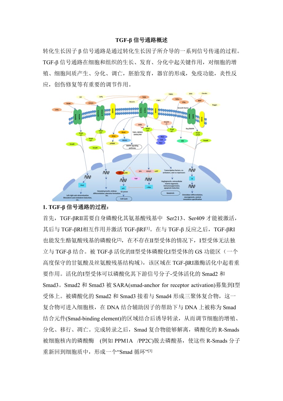 TGF-β 信号通路详解.doc_第1页