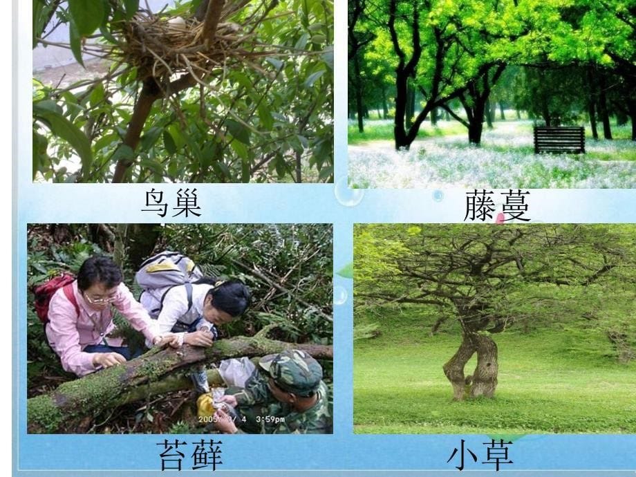 教科版小学三年级上册科学《1.1.我看到了什么》教学课件(18)_第5页