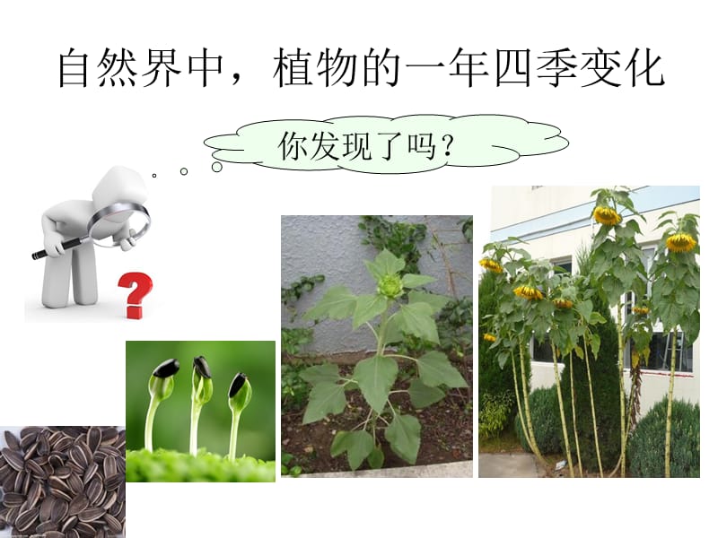 教科版小学三年级上册科学《1.6、植物发生了什么变化》教学课件(9)_第4页