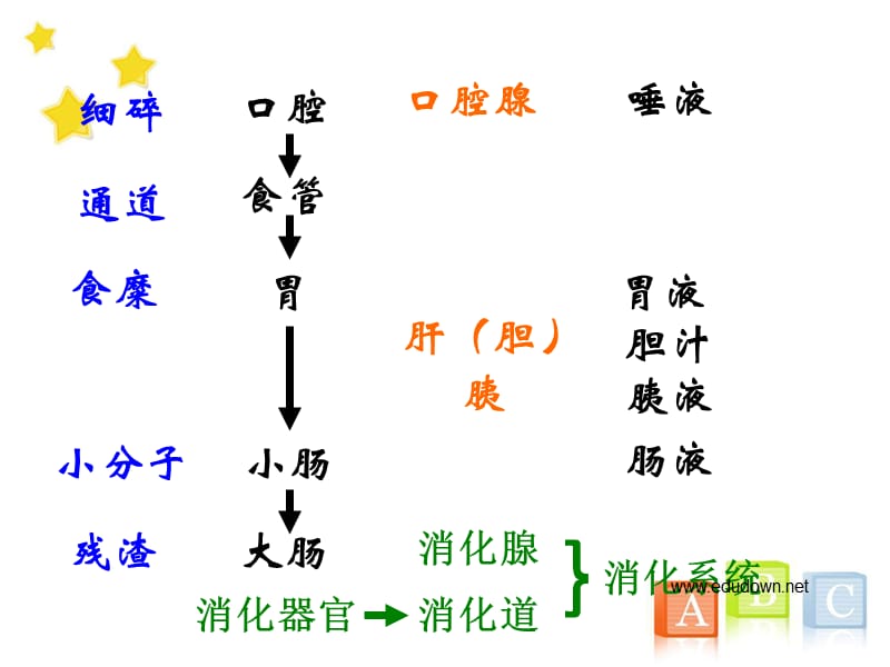 教科版小学四年级上册科学《食物在体内的旅行》教学课件(9)_第4页