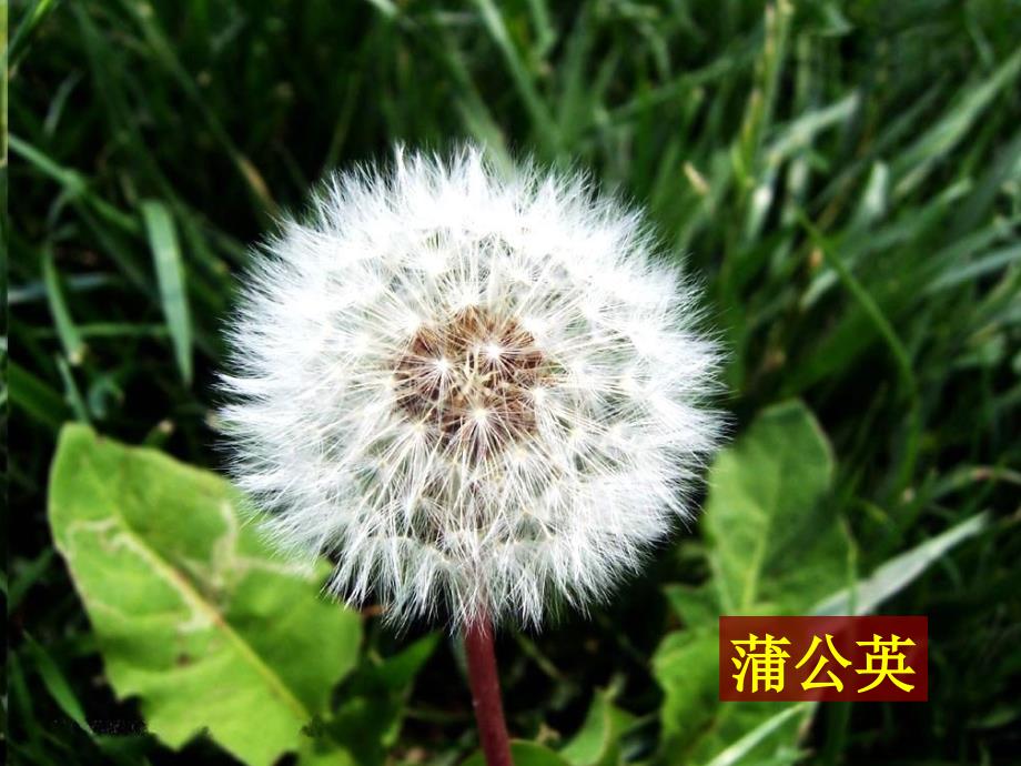 教科版小学三年级上册科学《1.3、大树和小草》教学课件(15)_第3页