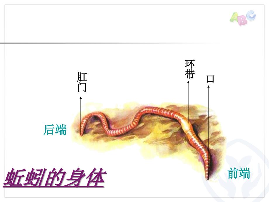 教科版小学三年级上册科学《2.5、蚂蚁》教学课件(3)_第3页