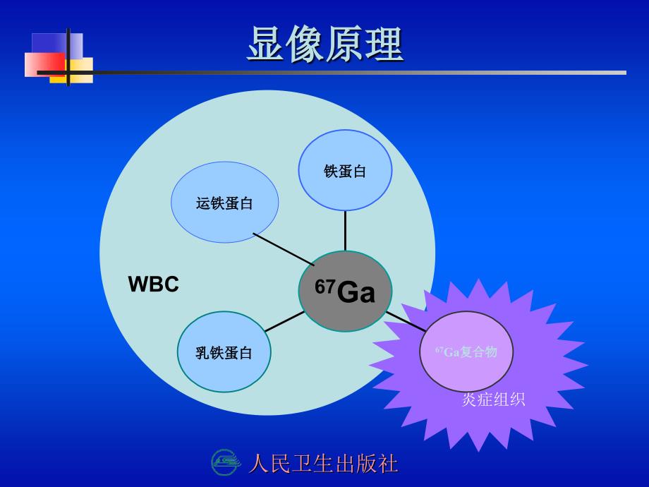 第十三章炎症显像课件教程教案_第4页