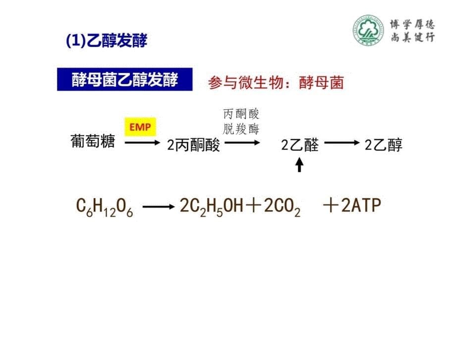 第二部分微生物的产能代谢研究报告_第5页