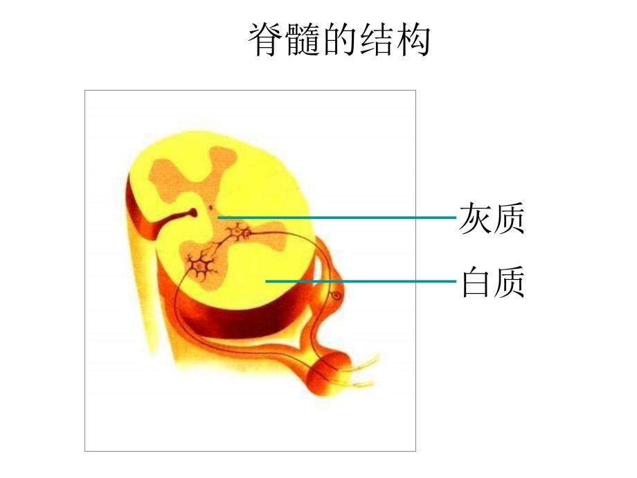 八年级生物脑和脑神经培训讲学_第3页