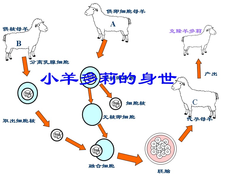 八年级生物细胞核是遗传信息库1教学材料_第4页