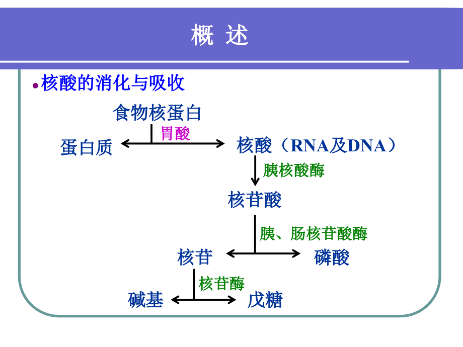 第八章核苷酸代谢4培训讲学_第3页