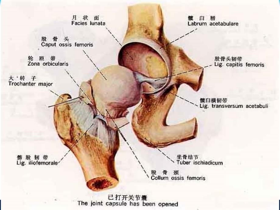 髋关节护理知识课件_第4页