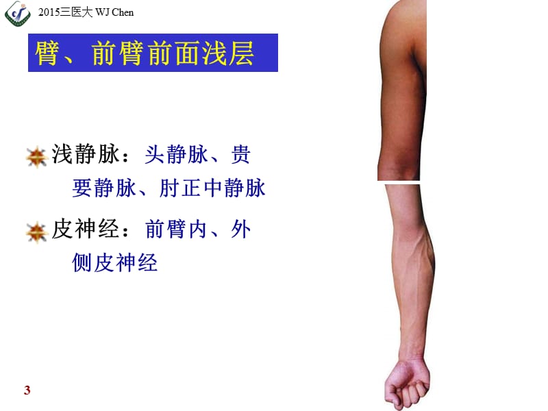上肢前面浅层、胸前区、腋窝(五年制-学年) (1)教学案例_第3页