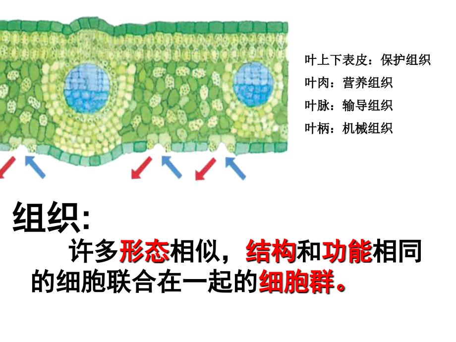 七年级科学显微镜的微生物教学案例_第3页