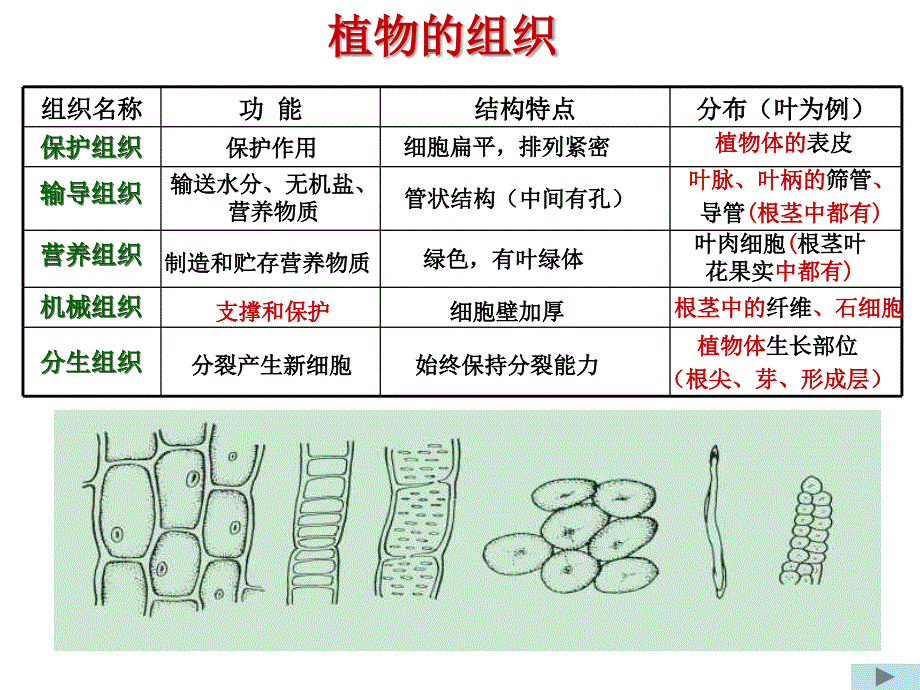 七年级科学显微镜的微生物教学案例_第4页