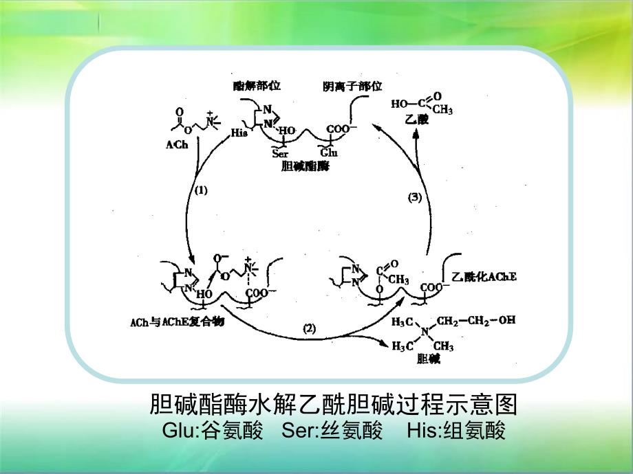 抗胆碱酯酶药和胆碱酯酶复活药(1)ppt课件_第3页