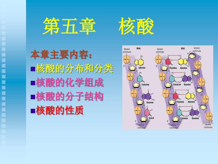 生物化学第五章 核酸幻灯片资料_第1页